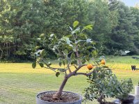 IMG_7666.jpeg IMG_7666.jpeg