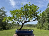 IMG_7763.jpeg IMG_7763.jpeg