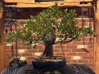 IMG_7995.jpeg IMG_7995.jpeg