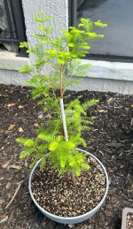 IMG_6749.jpeg IMG_6749.jpeg