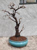 IMG_0309.jpeg IMG_0309.jpeg