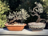 IMG_1554.jpeg IMG_1554.jpeg