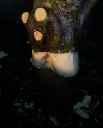 IMG_1206.jpeg IMG_1206.jpeg