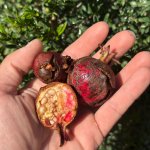 IMG_2187.jpeg IMG_2187.jpeg