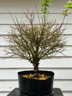 IMG_7007.jpeg IMG_7007.jpeg