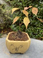 IMG_5549_Prunus_mume_20251106_acquired.jpg IMG_5549_Prunus_mume_20251106_acquired.jpg