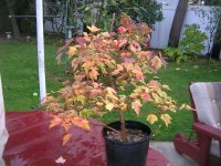 Brents Rough bark Trident maple.JPG
