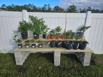 bonsai tree shelf.jpg