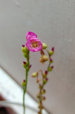 Spoonleaf Sundew - Drosera intermedia+.jpg