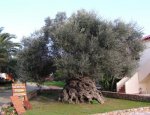 vouves-olive-tree-1.jpg