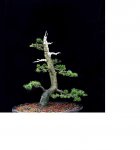 Jack_Pine.jpg