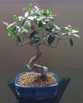 Ficus Back 4-2015.jpg