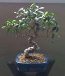 Ficus Front 4-2015.jpg