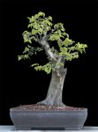 EHornbeam-S11.jpg