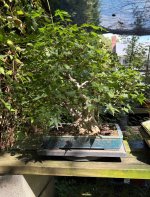 IMG_7519.jpeg IMG_7519.jpeg