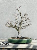 IMG_7011.jpeg IMG_7011.jpeg