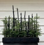 IMG_7534.jpeg IMG_7534.jpeg