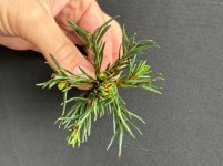 IMG_7546.jpeg IMG_7546.jpeg