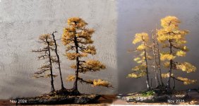 25Nov Larch_both 24 25 joined copy.jpg