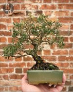 MelStyph Trim 1125.jpeg