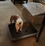 IMG_3103.jpeg IMG_3103.jpeg