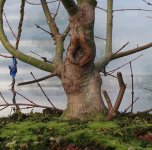 acer palmatum beni chidori 2025 11 18 (4).JPG