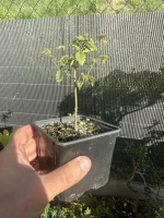 zelkova03.webp zelkova03.webp