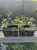 zelkova10.webp zelkova10.webp