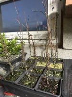 zelkova21.webp zelkova21.webp