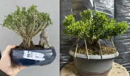 buxus.webp