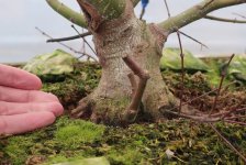 acer palmatum beni chidori 2025 11 19 (1).JPG acer palmatum beni chidori 2025 11 19 (1).JPG