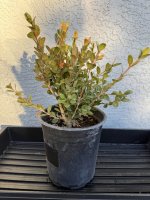 japanese-boxwood-001.jpg japanese-boxwood-001.jpg