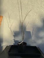 beni-shi-en-001.jpg beni-shi-en-001.jpg