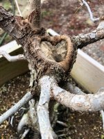 valley oak 2 24Nov25.jpg valley oak 2 24Nov25.jpg