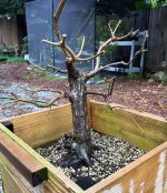 valley oak 5 24Nov25.jpg valley oak 5 24Nov25.jpg