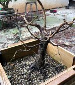 valley oak 6 24Nov25.jpg valley oak 6 24Nov25.jpg