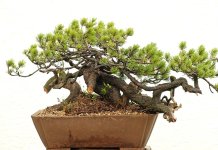 DSCF2664.jpg DSCF2664.jpg