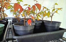 20251207_120318.jpg 20251207_120318.jpg