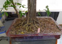 trunk-nebari-resized (2019_10_20 19_42_16 UTC).jpg