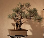 Sierra Before.jpg Sierra Before.jpg