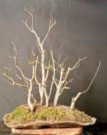 IMG_5911.jpeg IMG_5911.jpeg