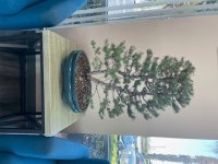 itilian stone pine 2.jpg