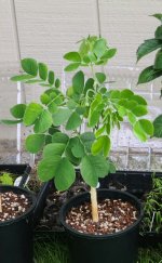 20230515_143452(1).jpg 20230515_143452(1).jpg