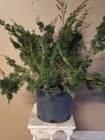 Screenshot 2026-01-10 174205.png