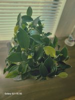 20260118_160240.jpg 20260118_160240.jpg