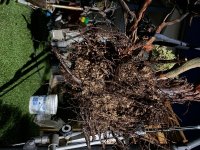 long Utah juniper4.jpeg