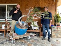 long Utah juniper7.jpeg