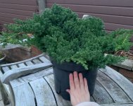 IMG_3780.jpeg IMG_3780.jpeg