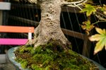Barrosinc - bonsai temp - 0002.jpg