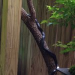 blacksnake.jpg